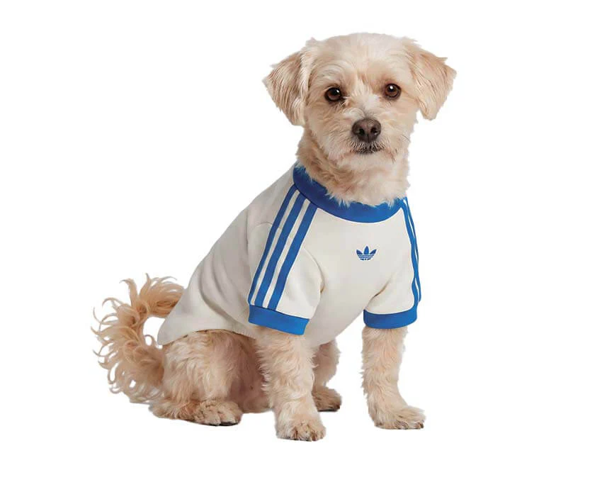 Adidas Pet Cali Tee "Blue Bird" - Image 3