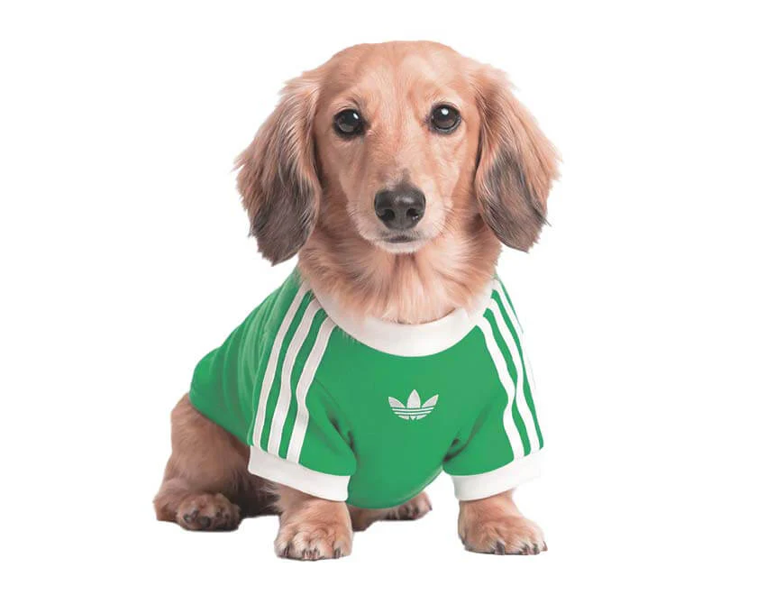 Adidas Pet Cali Tee "Flash Lime" - Image 3